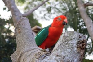 king-parrot lifespan